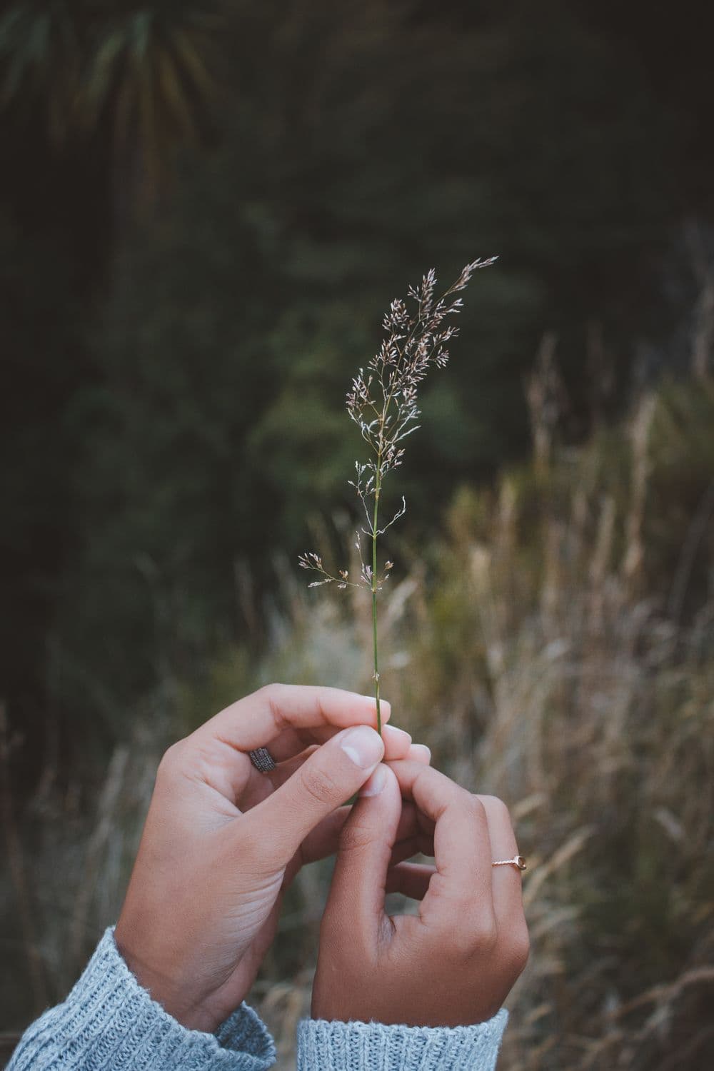 Gratitude: Your Happiness Hack Meditation by Cory Muscara