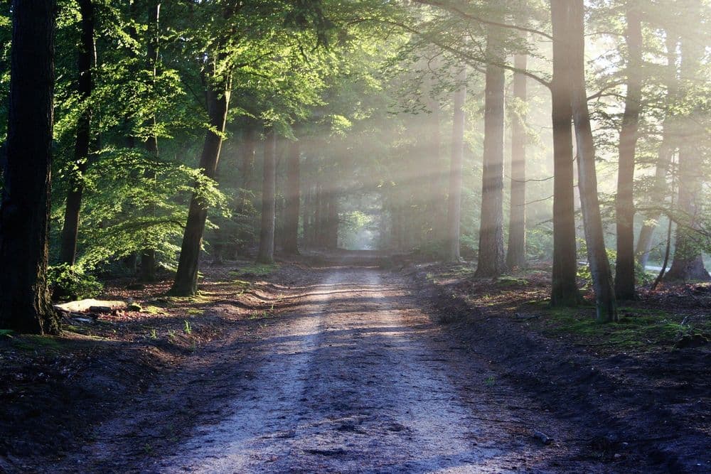 Become an Optimist Meditation by Cory Muscara