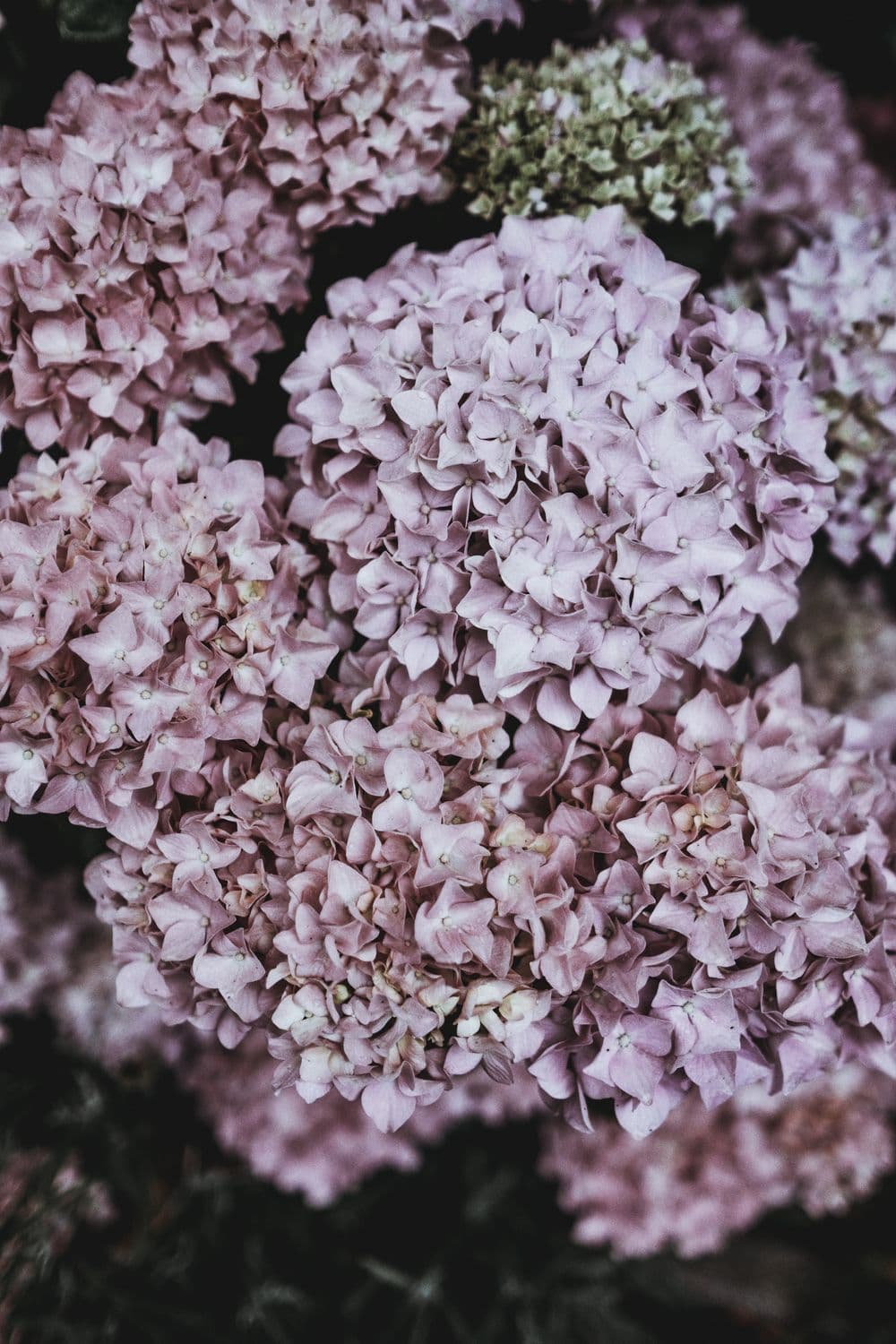 Cultivating Gratitude Meditation by Melli O'Brien