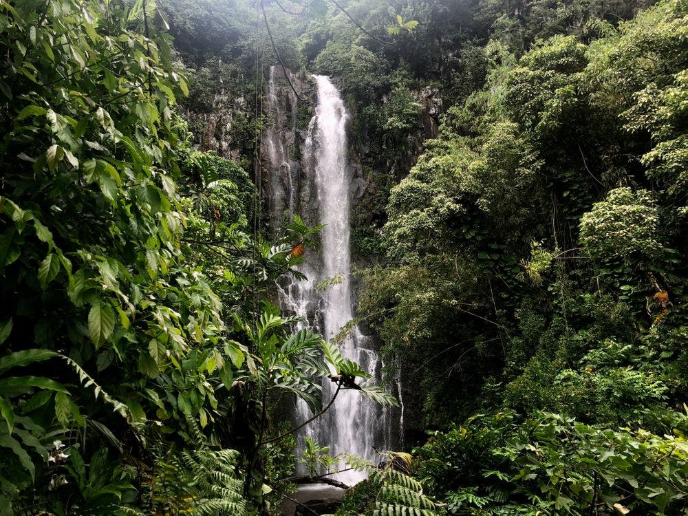 Tropical Forest Waterfall Nature Sound