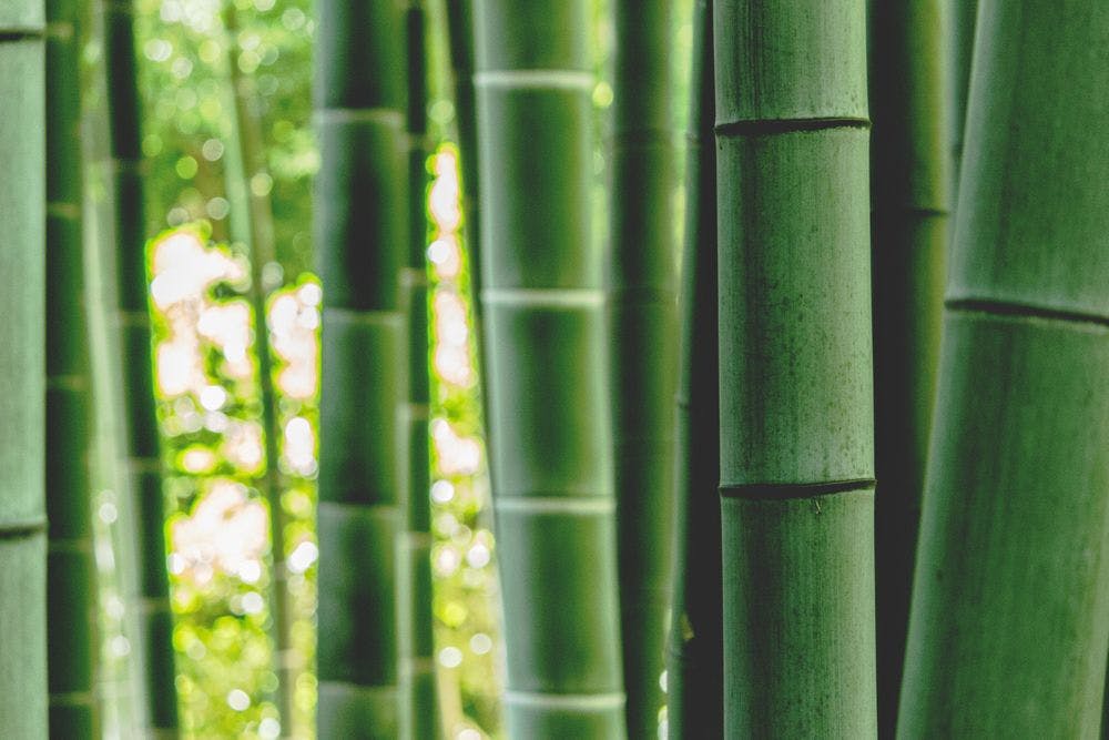 Are You Growing Like Bamboo? Meditation by Cory Muscara