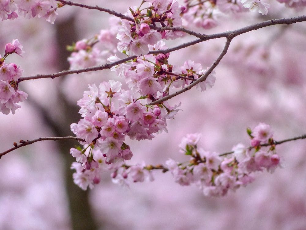 Sakura Petals Music